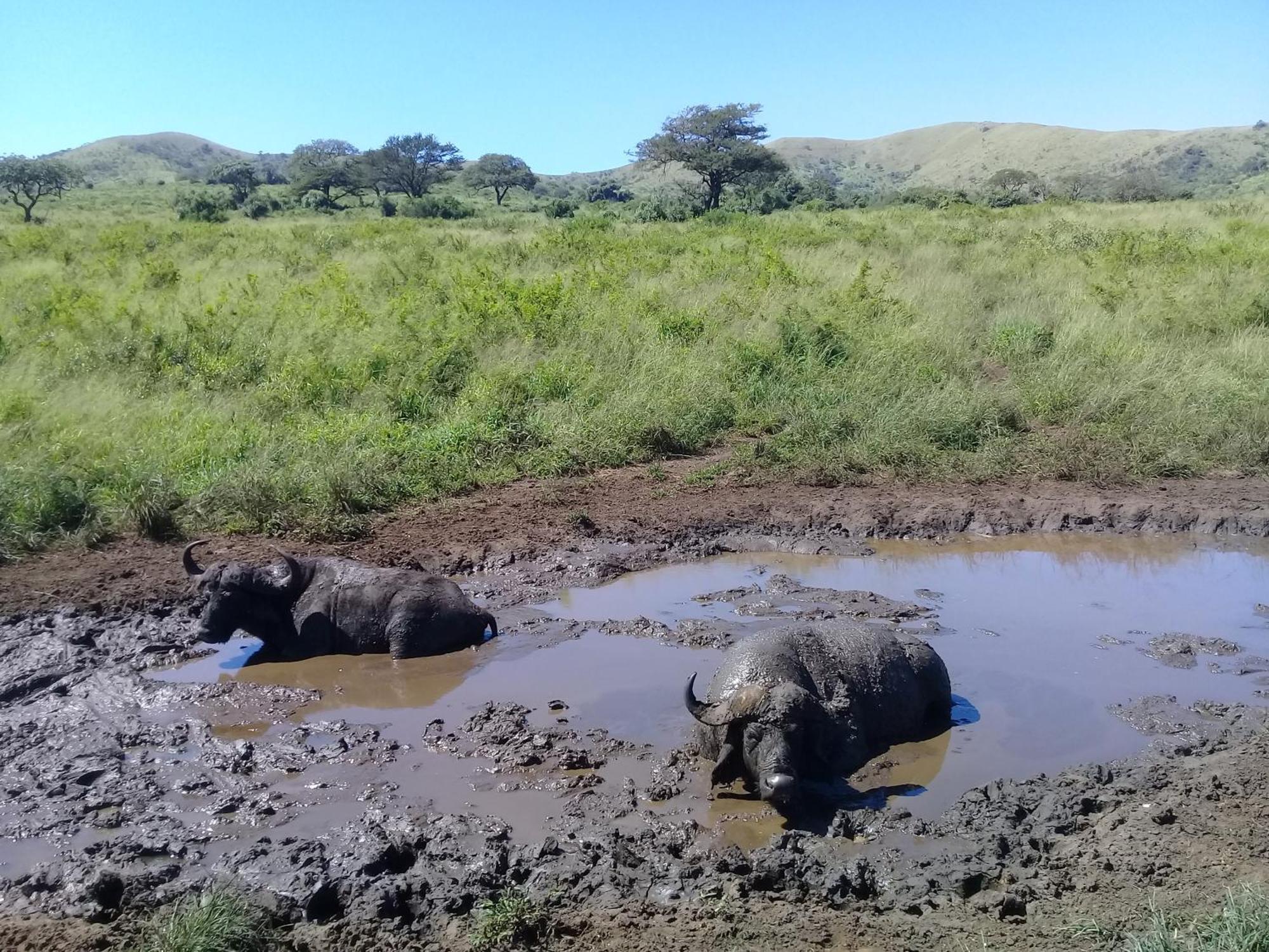 Hluhluwe Gate Safari Camp Hotel Eksteriør billede